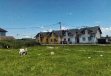 Prutače (foto Udar)