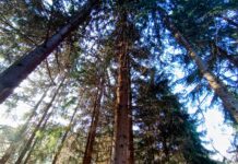 Evropa odlučna da spasi šume od ilegalne sječe – nova pravila za izvoznike